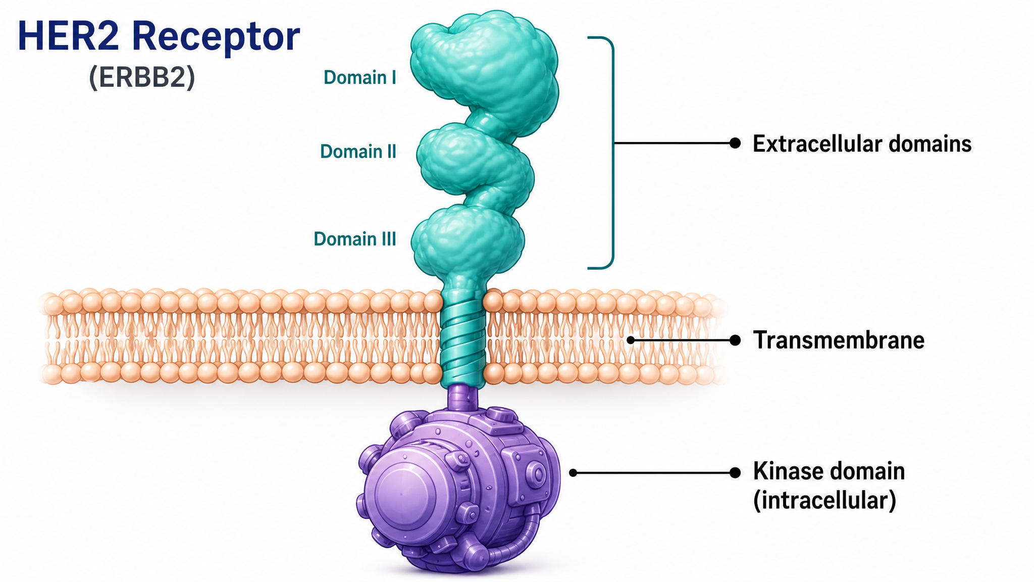 A clean labelled map of the HER2 receptor showing its outer regions, the membrane-crossing section, and the inner kinase switch