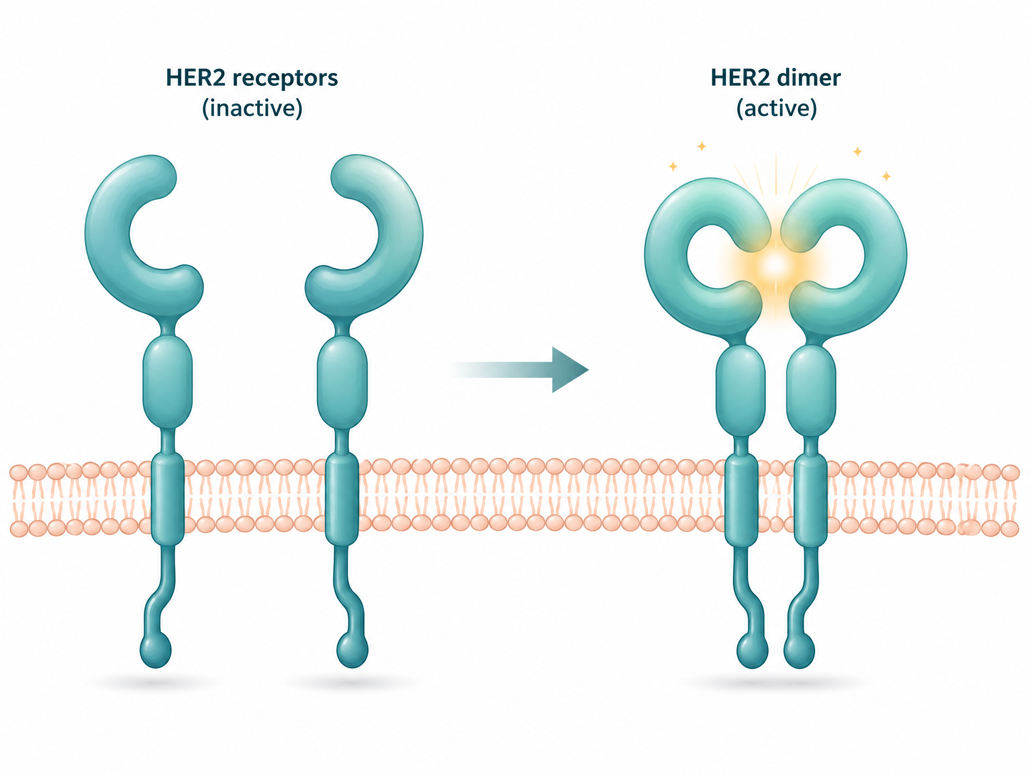 Illustration showing two HER2 receptors coming together as a pair, which activates the growth signal