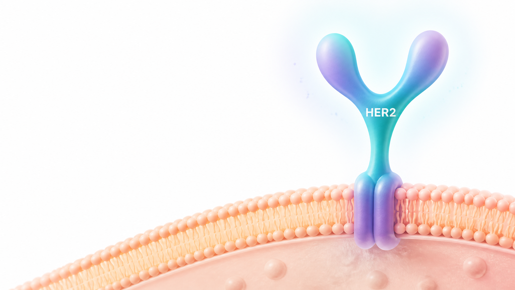 Bright editorial illustration of the HER2 receptor on a cell surface with signaling inside the cell