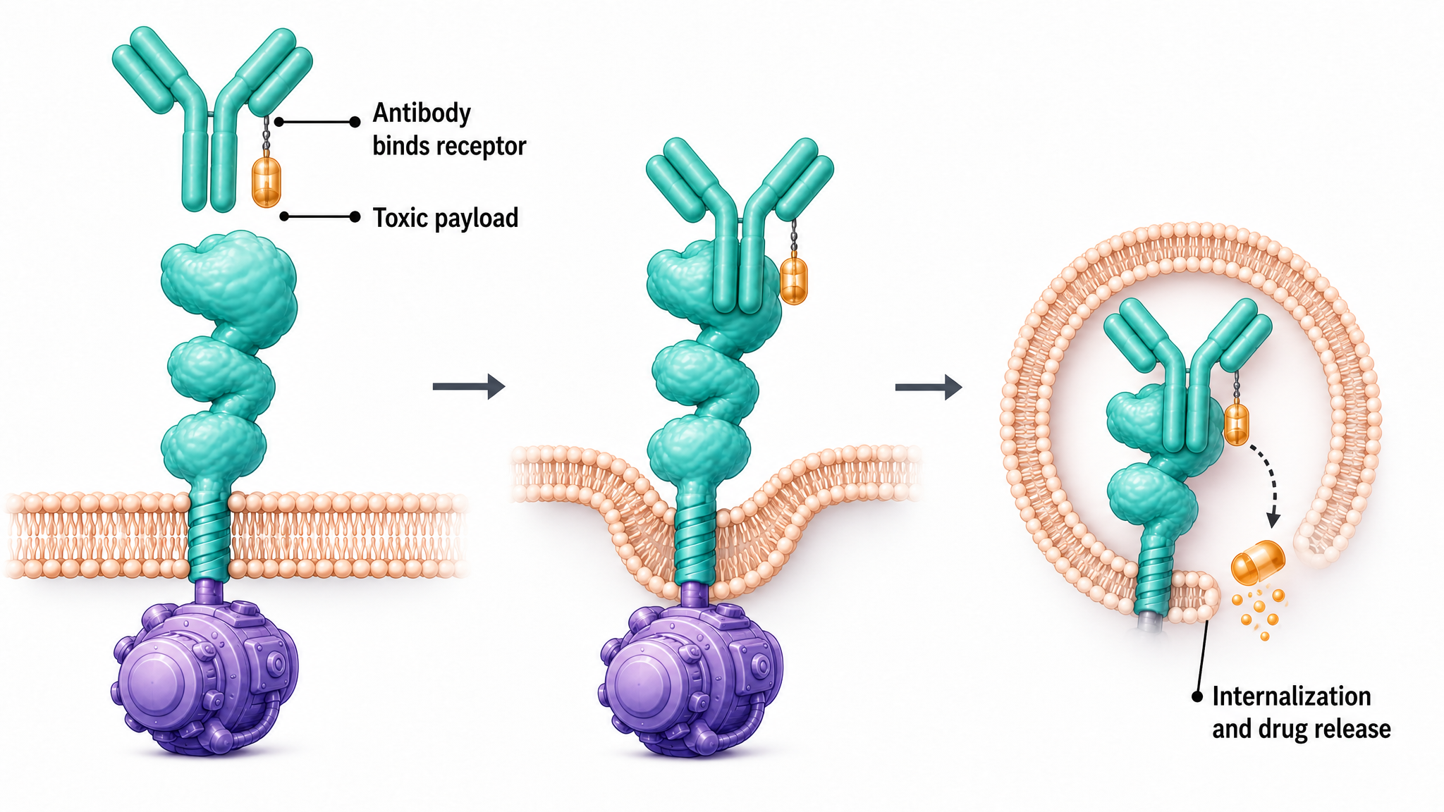Illustration of an antibody carrying a chemotherapy payload, docking onto a HER2 receptor and being pulled into the cancer cell where it releases the drug