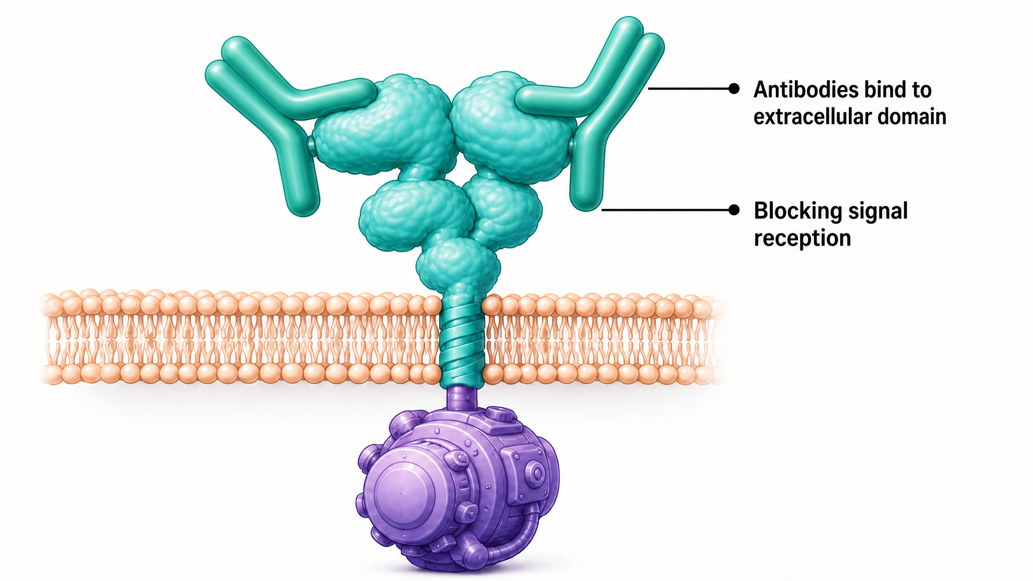 Illustration of a Y-shaped antibody clamping onto the outer part of the HER2 receptor, preventing it from pairing with another receptor