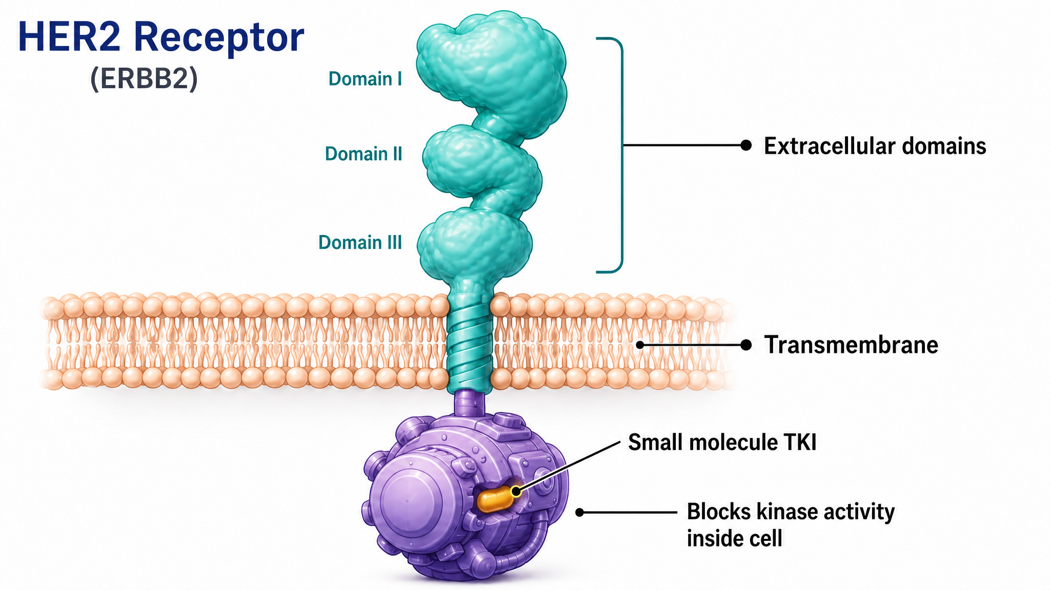 Illustration of a small molecule slipping inside the cell and plugging the fuel pocket of the HER2 kinase switch, blocking it