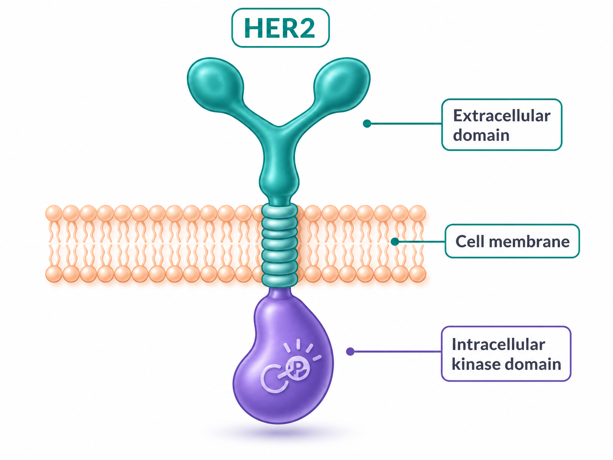 Illustration of a single HER2 receptor spanning a cell membrane, with its outside part, the part crossing the membrane, and the inside part labelled