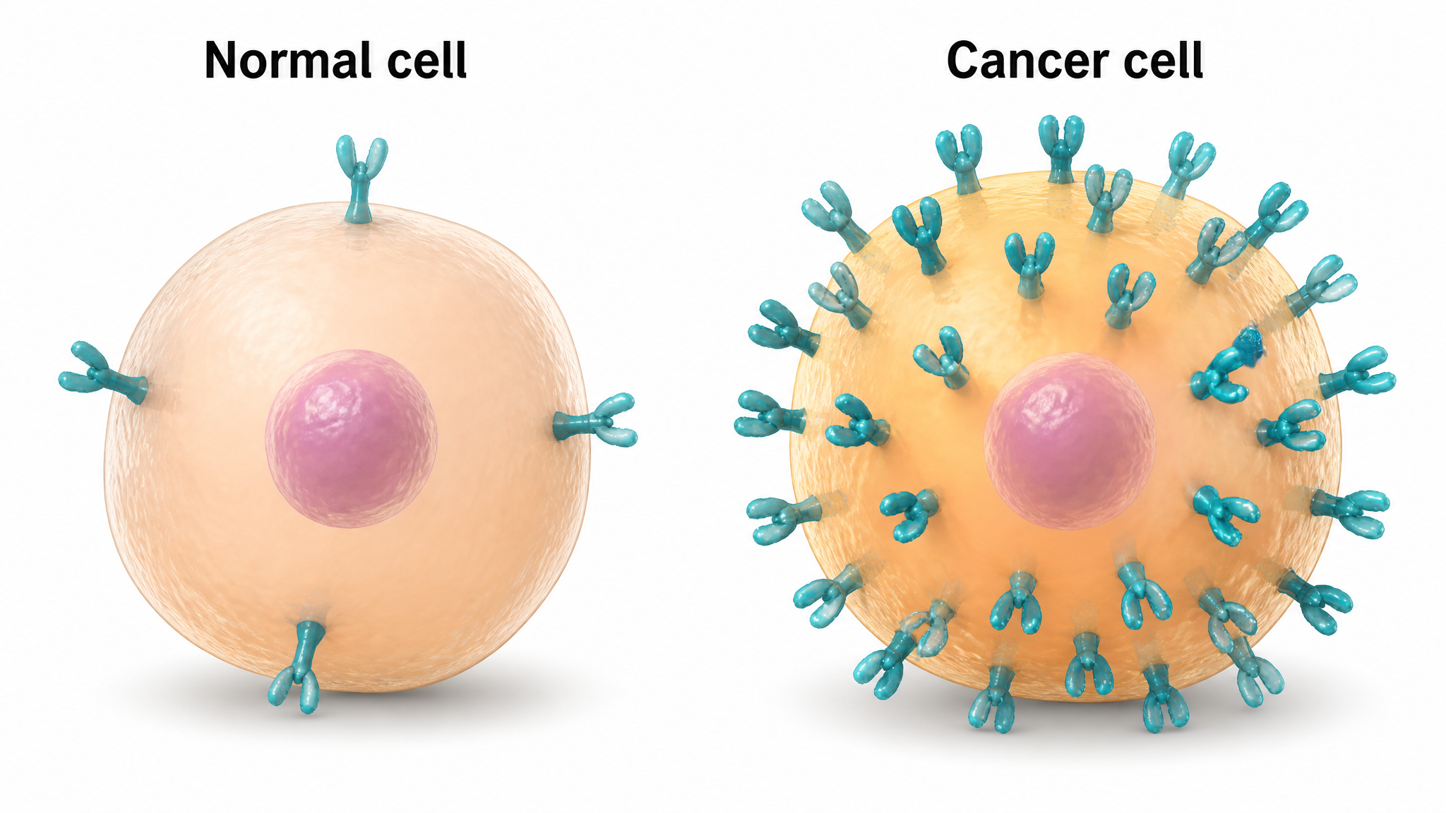 Side-by-side illustration comparing a normal cell with a few HER2 receptors to a cancer cell crowded with many HER2 receptors