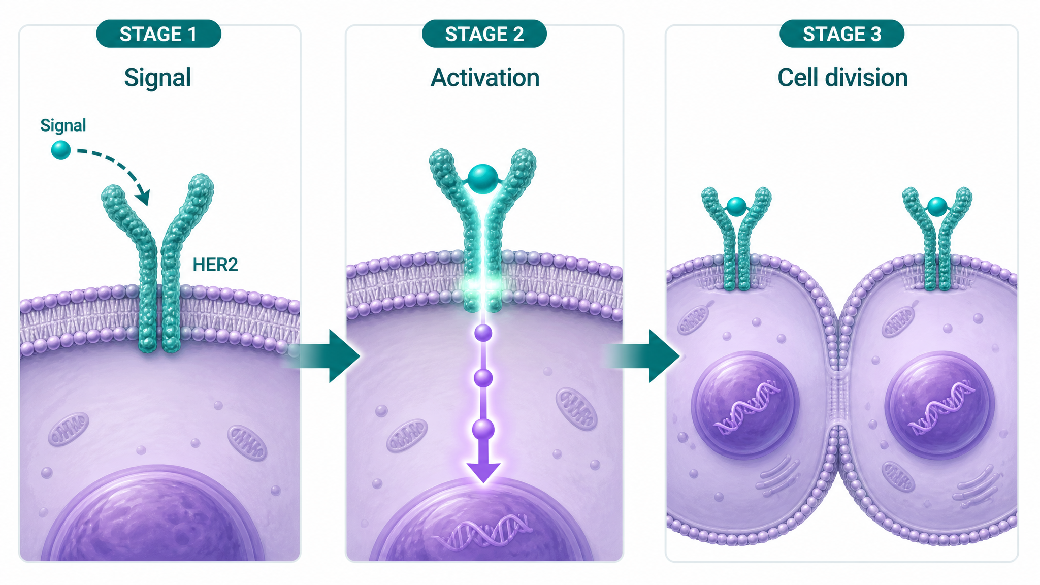 Illustration of a signal starting at the HER2 receptor on the cell surface and cascading down through the cell to the nucleus, triggering growth
